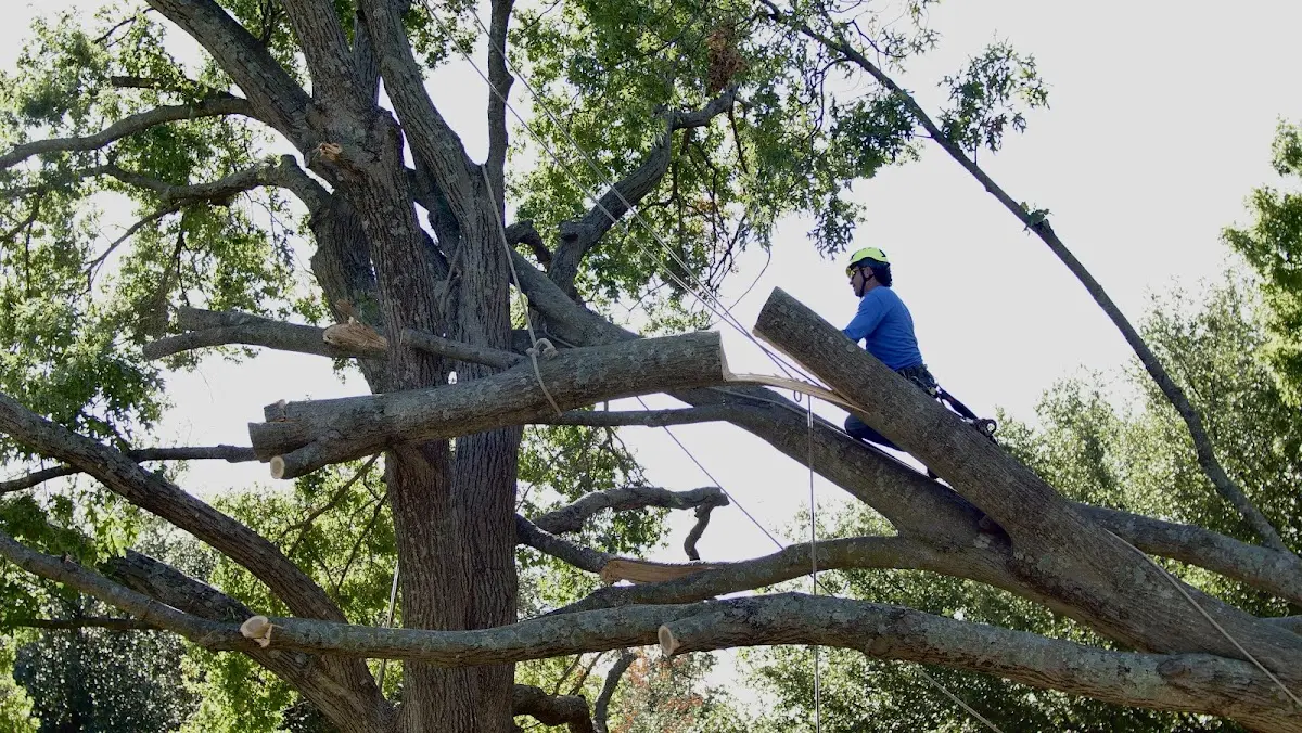 Professional Crown Thinning performed by certified arborists in Hesston